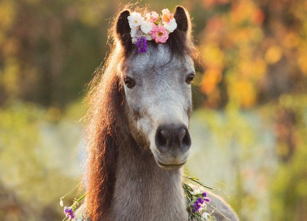 Конский праздник