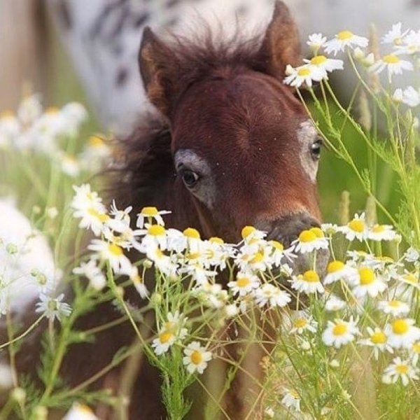 Жеребенок в цветах