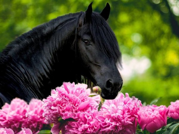 Лошадка в цветах