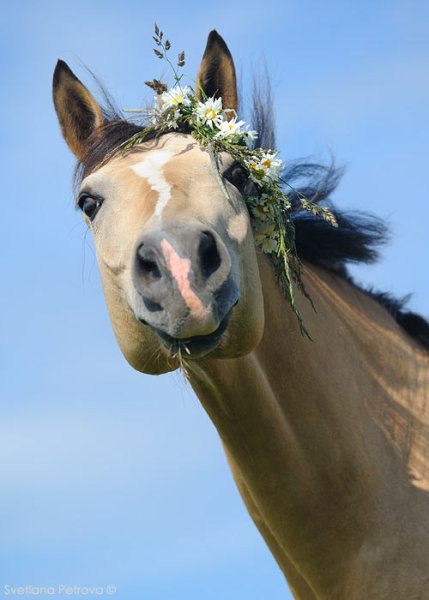 Смешные лошади