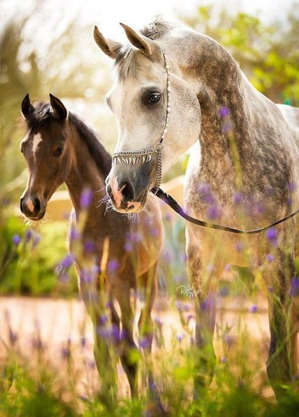 Лошади летом