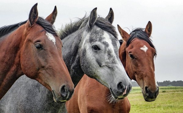 На 4 дня лошади