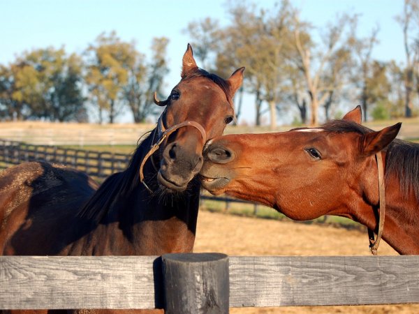 31 Августа Флор и лавр лошадиный праздник