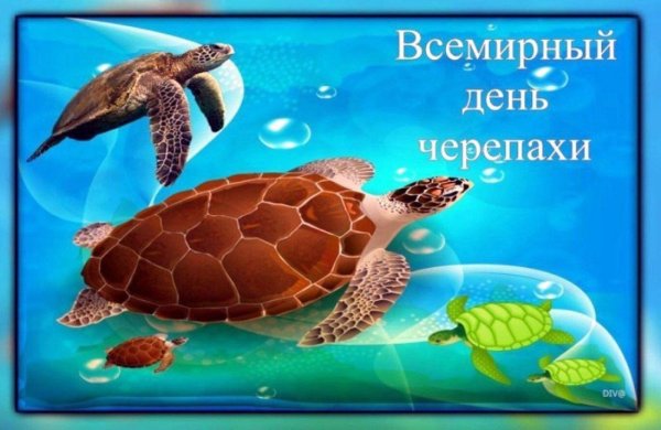 Всемирный день черепахи (World Turtle Day)