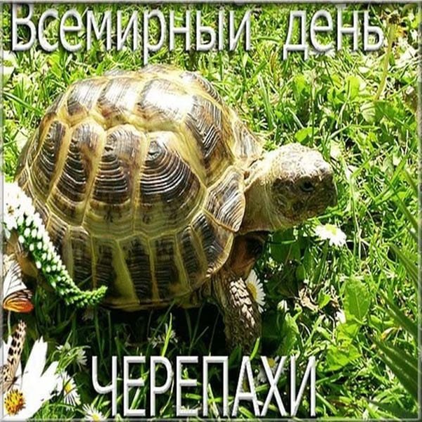 Всемирный день черепахи 23 мая