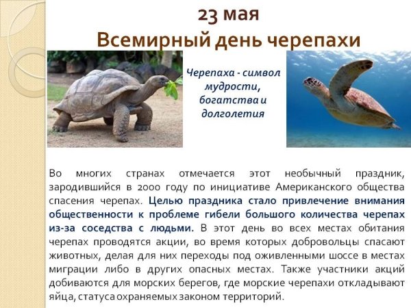 23 Мая праздник Всемирный день черепахи