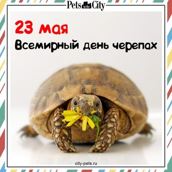 Всемирный день черепах