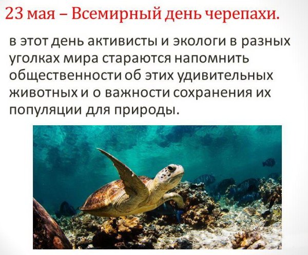 23 Мая отмечается - Всемирный день черепахи