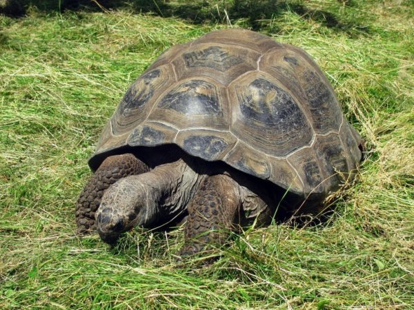 Гоферовая черепаха