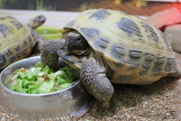 23 Мая черепаха