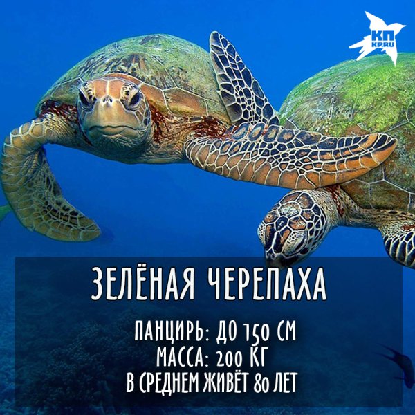 23 Мая праздник черепахи