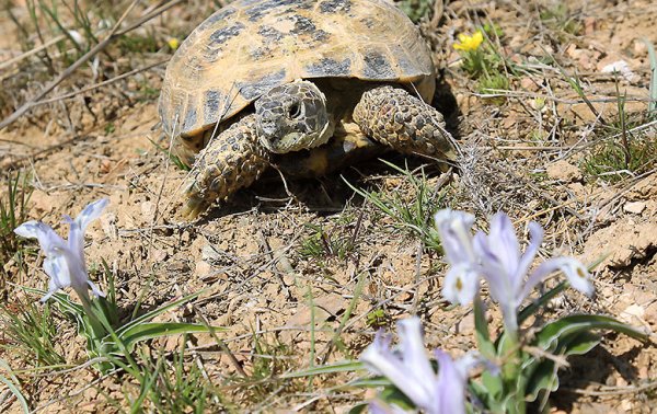 23 Мая черепаха