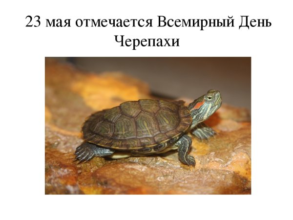 Всемирный день черепахи 23 мая