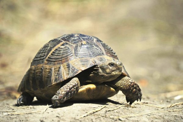 Бархан Сарыкум животные