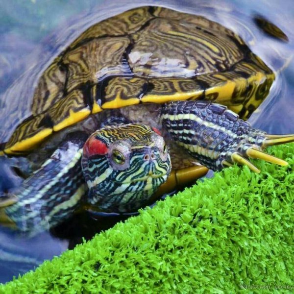 Красноухая Пресноводная черепаха