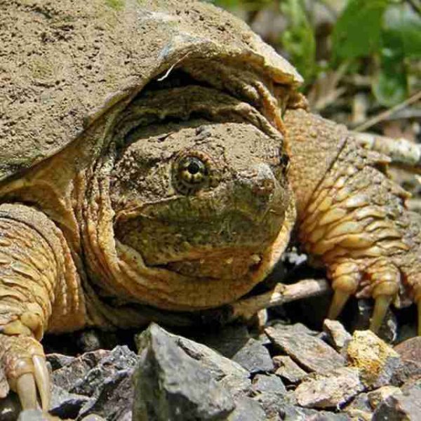 День черепахи