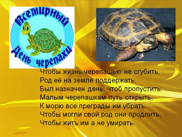 День черепахи презентация