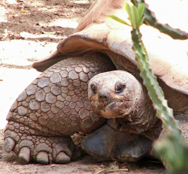 Праздник черепах