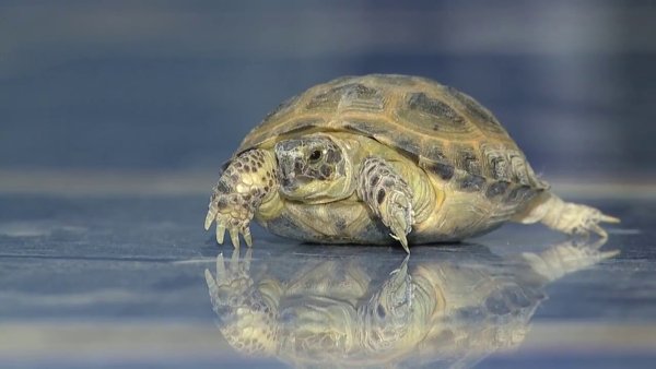 День черепахи