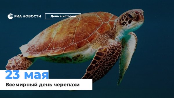 27 Ноября день черепахи