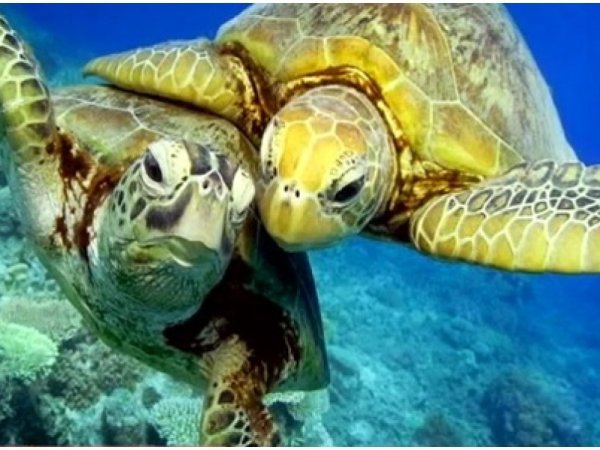 День черепахи