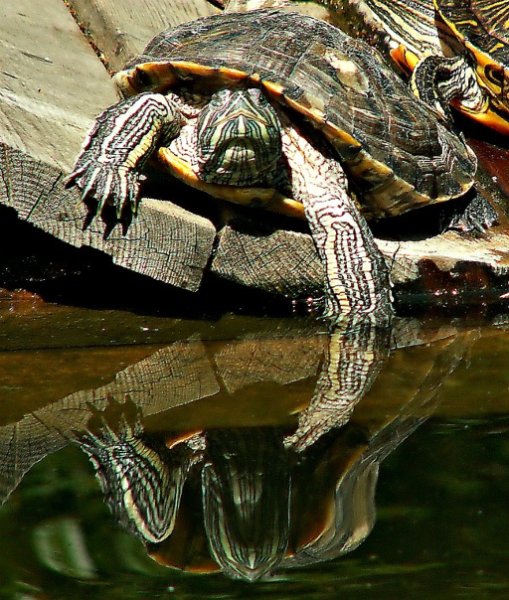Черепаха Тортилла Живая
