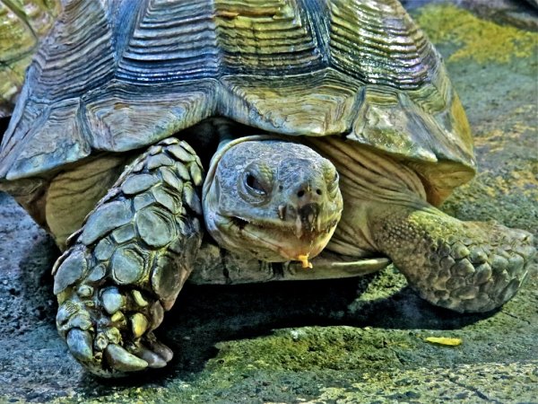 23 Мая Всемирный день черепахи World Turtle Day