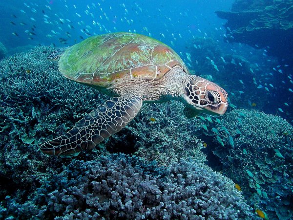 Всемирный день черепахи