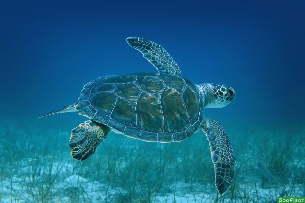 Большой Барьерный риф черепахи