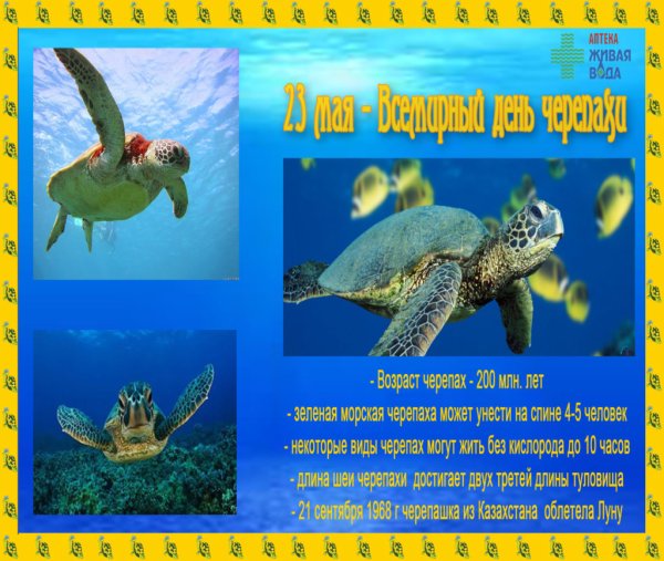 День черепахи 23 мая