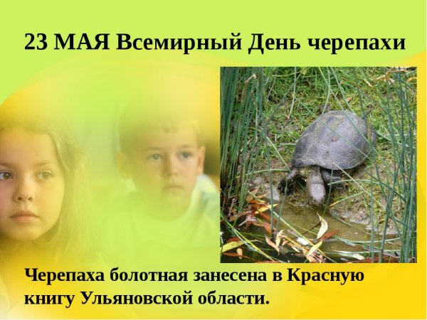Всемирный день черепахи для дошкольников