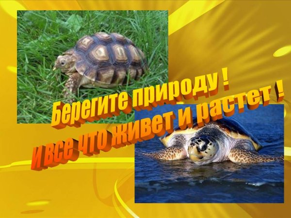 Картинки на аву черепахи