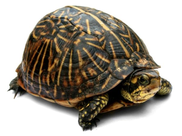 День черепахи 23 мая