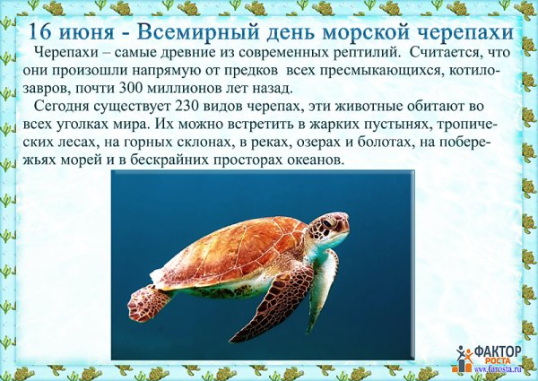 Сегодня Всемирный день черепахи