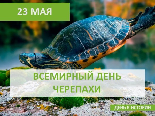 Морская черепаха