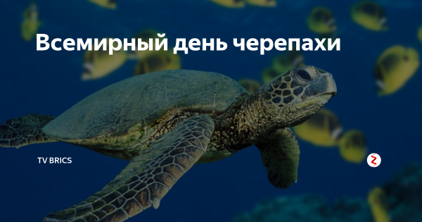 День черепахи в детском саду презентация