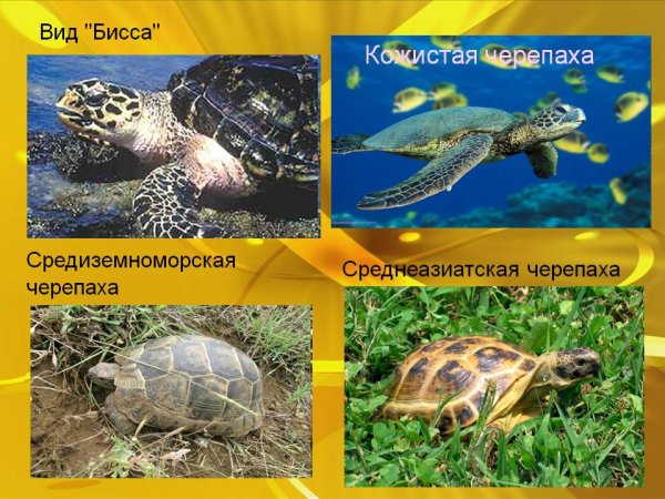 Всемирный день черепахи для дошкольников