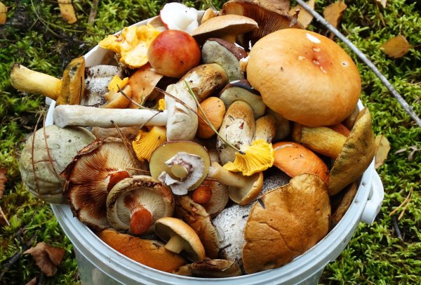 День грибника