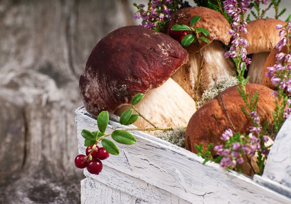 Всемирный день грибника