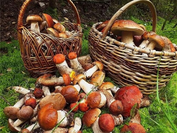 Корзинка с грибами