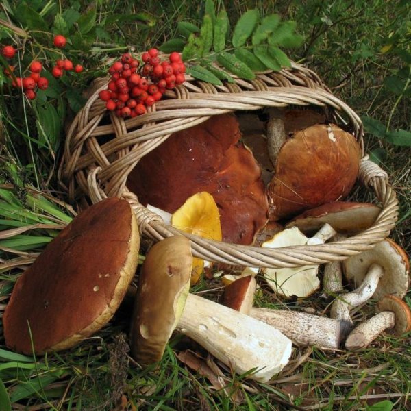 Дары осени грибы