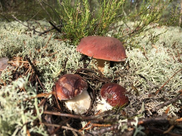 Грибы Псковской области