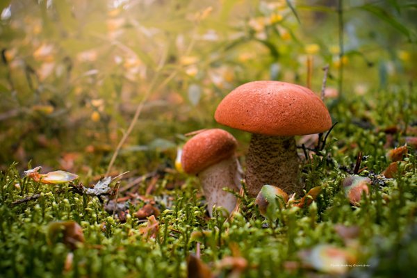 Август лес грибы