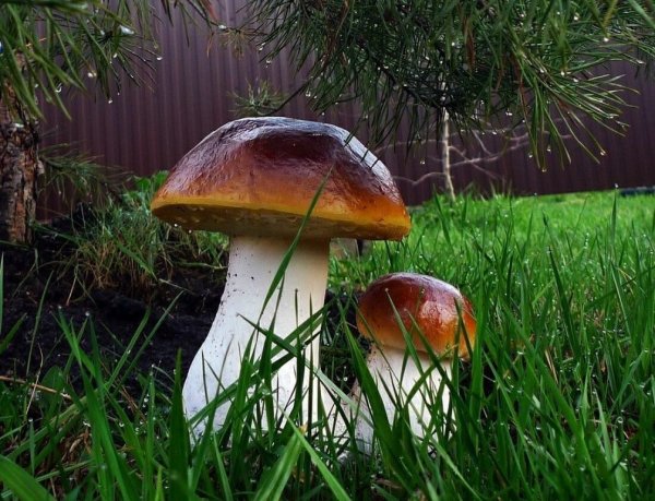 Грибной дождь и грибы