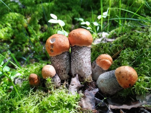 Грибная семейка