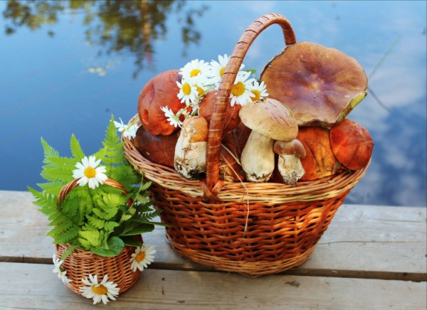 Смешные грибы