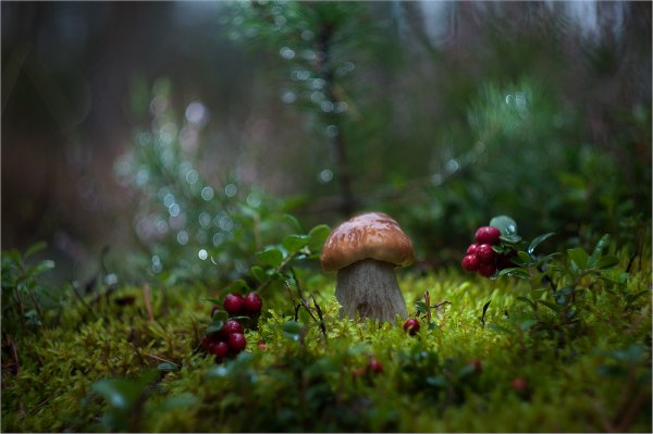 Осенние дары природы