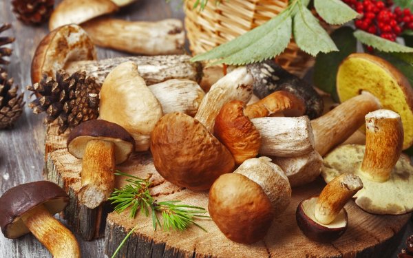 Грибной дождь