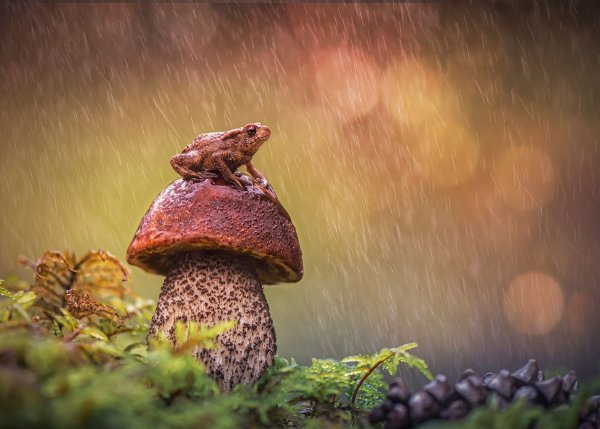 Осеннее Грибное утро...