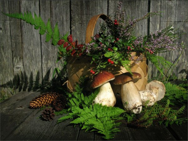 Корзина для грибов